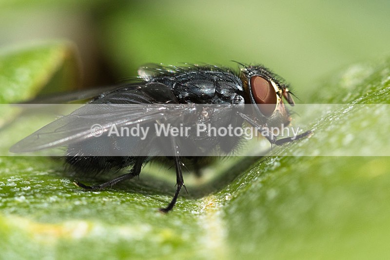 20150621-8E0A9772 - Insects