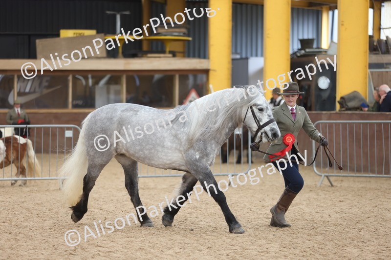 20251109-1058 - Class 28 - Mares 4 Years and over