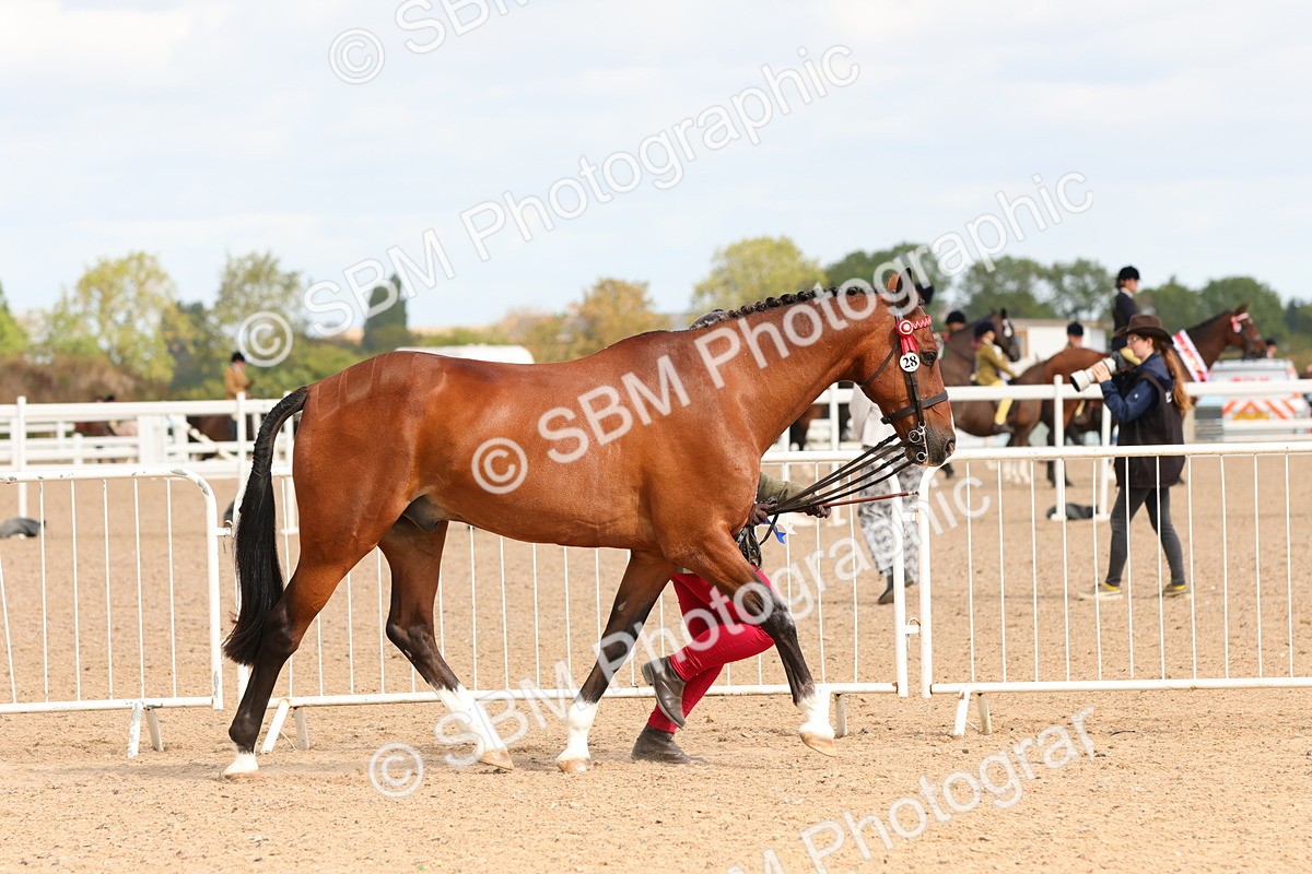 SBM_11772 - Class 208 - IH Veteran Horse