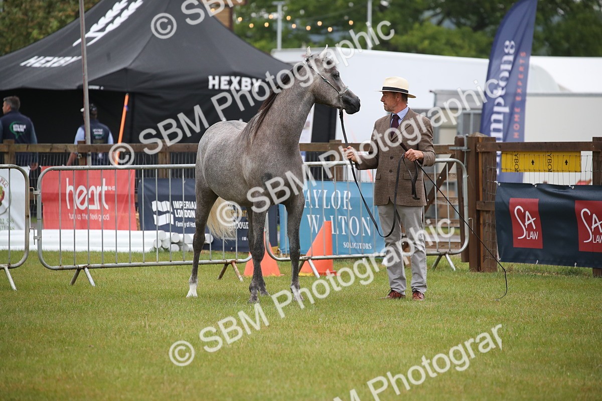 SBM_00004 - Class 17-20 - Arab & Part Bred - Anglo Arab In Hand