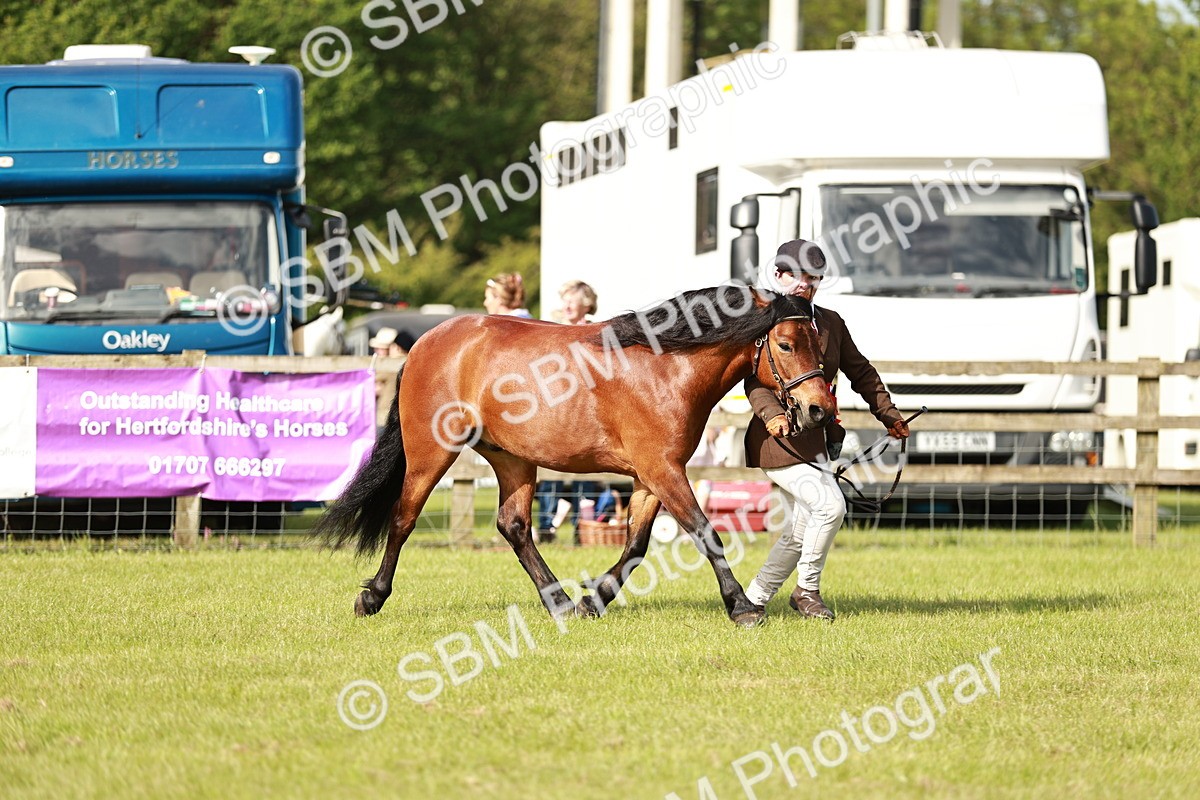 SBM_00613 - Class 14-23 - Mountain & Moorland In Hand Non Welsh