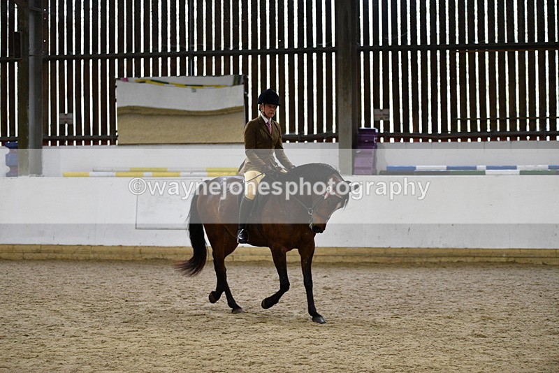 WJ5_8922 - Class 15 Ridden Show Horse