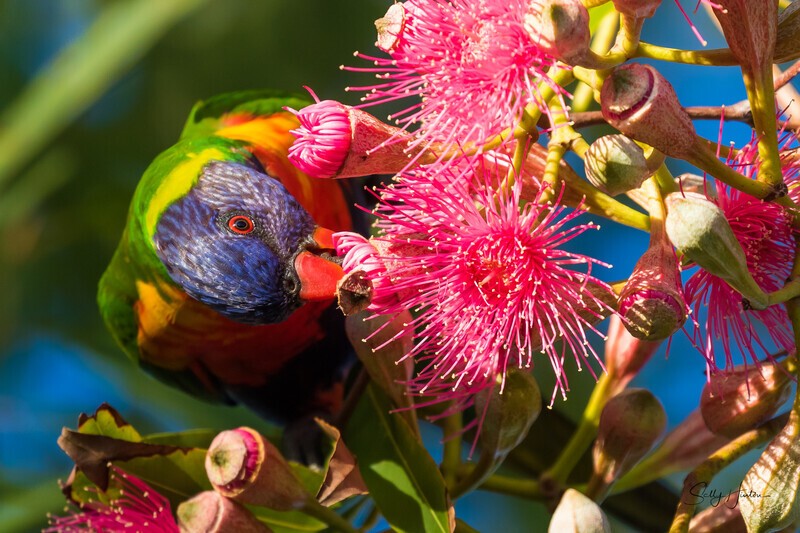 Lorikeet in Gum Tree 2 - Lorikeets