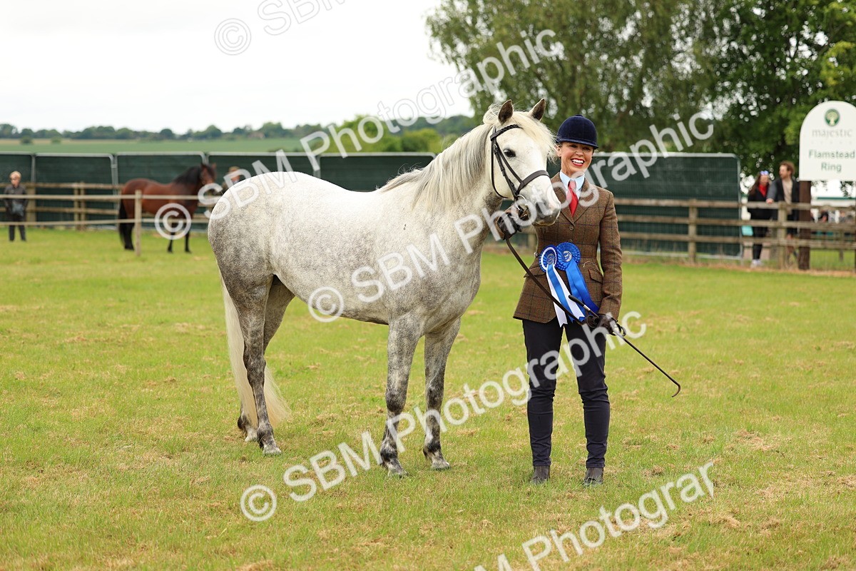 SBM_04295 - Class 64-67 - Shetland Pony In Hand