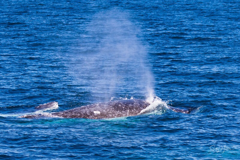 Mother and Calf 1 0A3A7724 - Humpback Whales