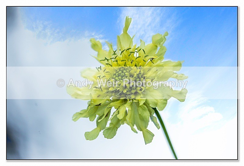 190710-untitled-1L4A2332-Edit - Plants & Flowers