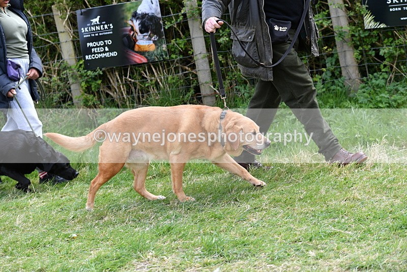 WJ5_9914 - Class 5 Best Veteran / 7 years & over