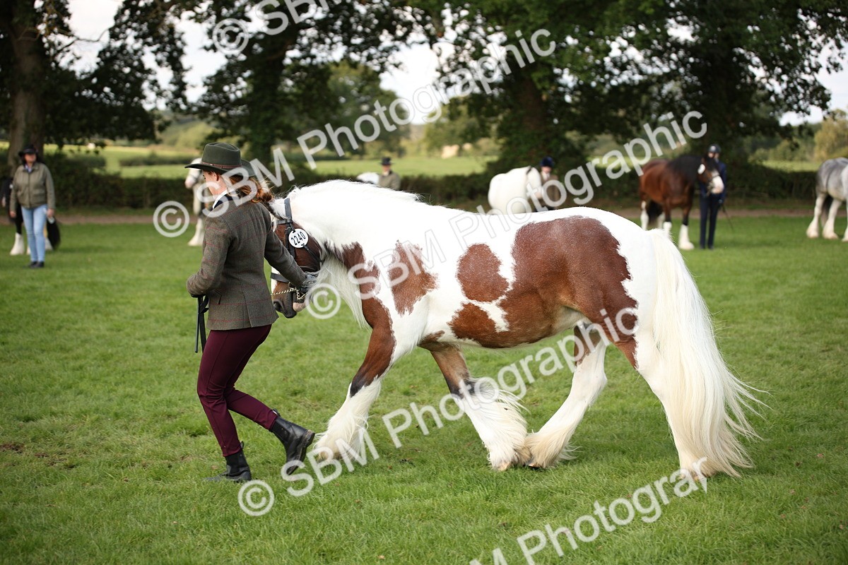SBM_62283 - S55 - Traditional Cob In Hand