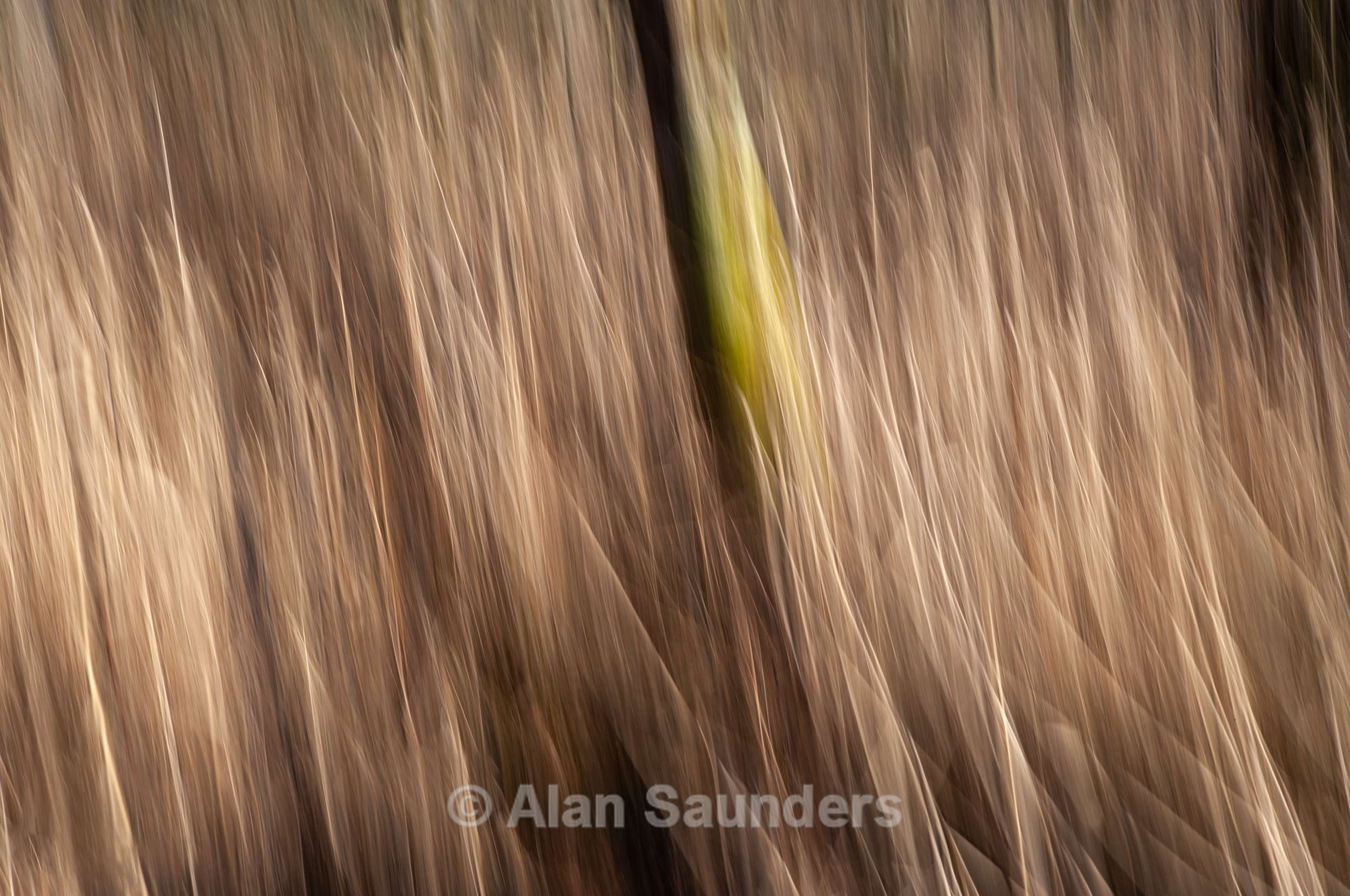 ICM 1