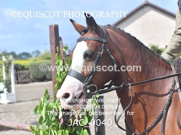 JAC_0040 - CLASS 3 Intermediate Working Hunter (0.70m - 0.85m)