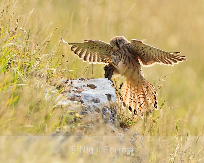 Kestrel about to land on a rock with some prey at Durlston - Kestrel