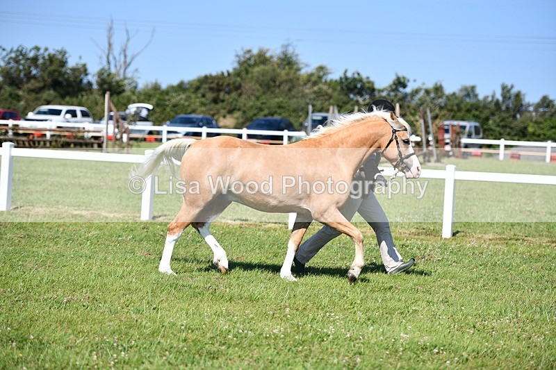 DSC_6424 - Class 53: NPS M&M 4 years and over Small Breeds