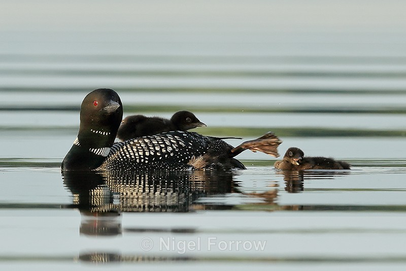 Adult Common Loon waves leg close to chick, Minnesota - Great Northern Diver