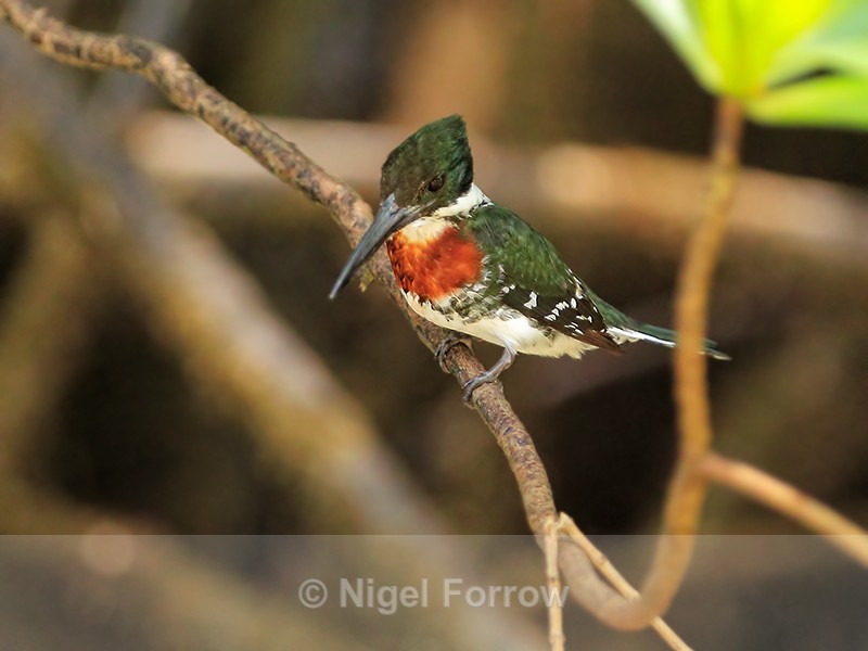 Green Kingfisher (male), Rio Esquinas, Costa Rica - Green Kingfisher