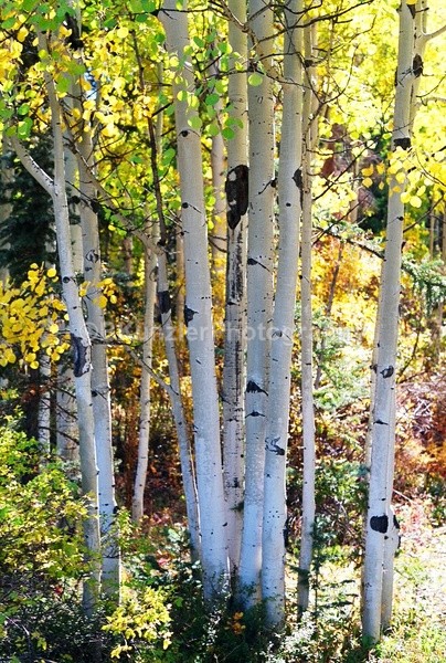  - Colorado