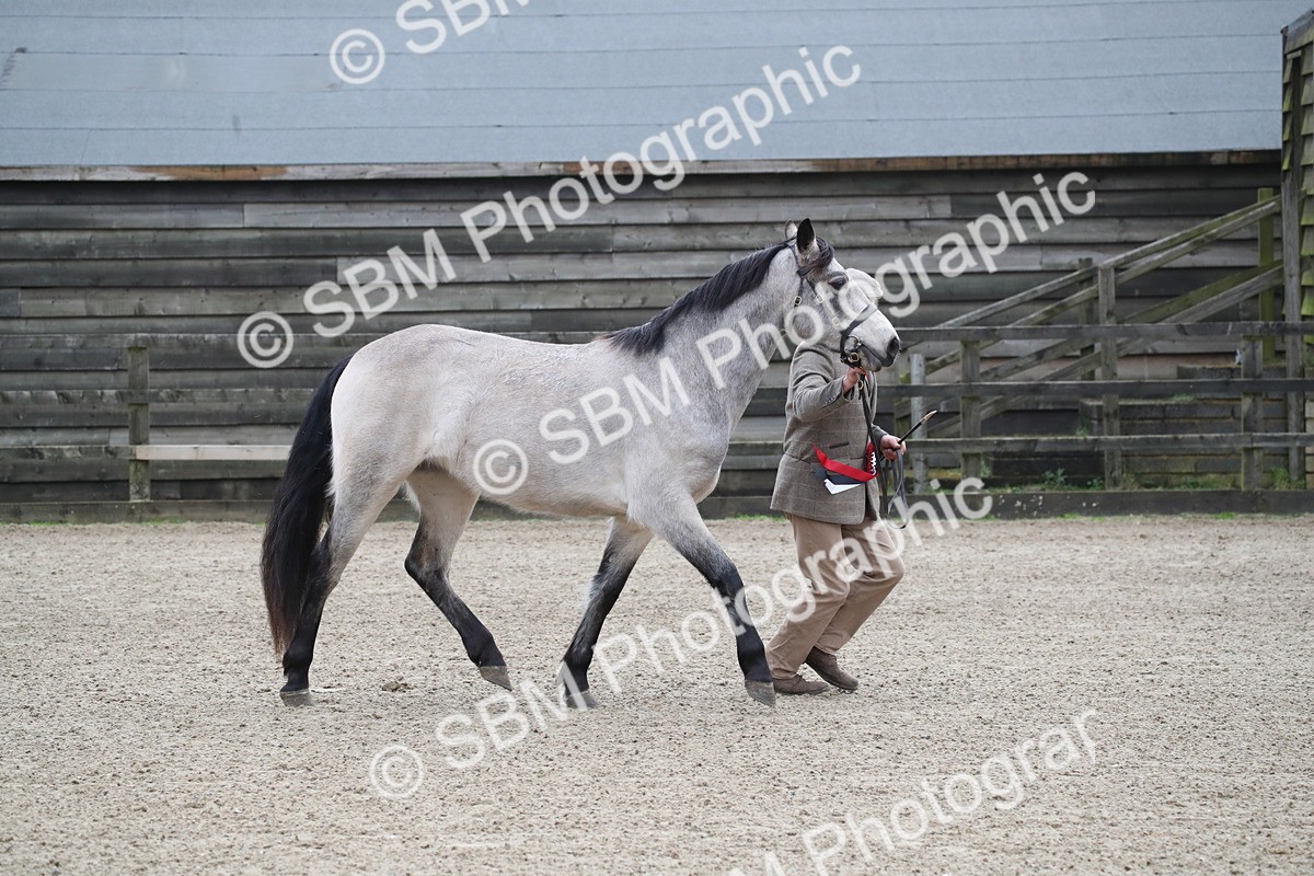 SBM_004014 - Class 1-4 - Young Stock classes Inc. In Hand Championship