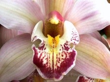 119jpg - Flowers and Nature