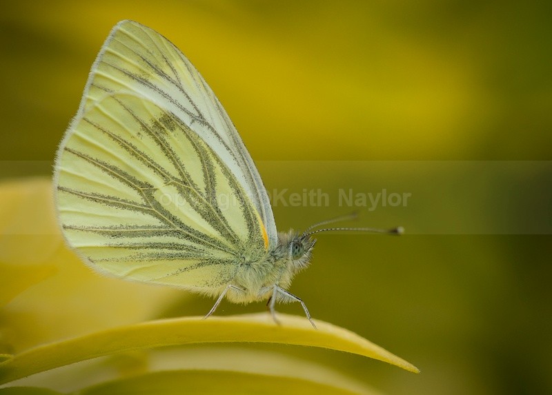 Green-veined White - 2010