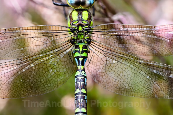 Male Southern hawker - Dragonflies & Damselflies