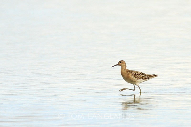 Ruff - Waders