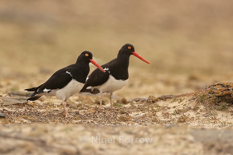 Pair of Magellanic Oystercatchers, Saunders Island, Falklands - Magellanic Oystercatcher