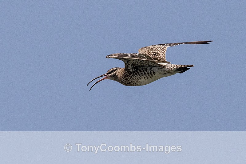 Whimbrel - Morocco