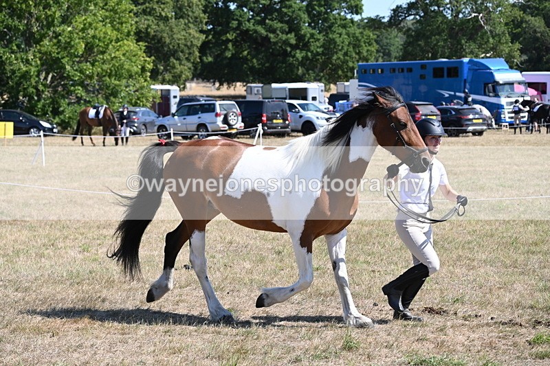 WJ6_8551 - Class 37b Best Loan Pony In-hand