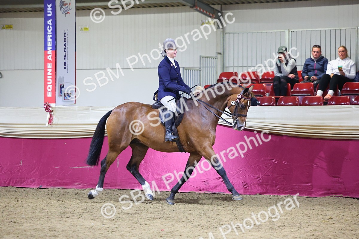 0B8A4449 - Class O Ridden Show Horse Champ