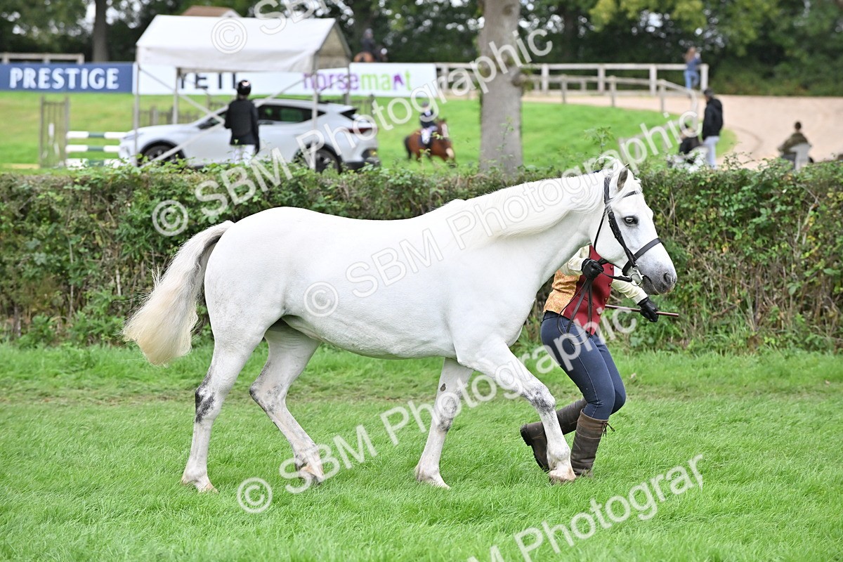 SBM_63281 - S49 - Mountain & Moorland In Hand Large Breeds