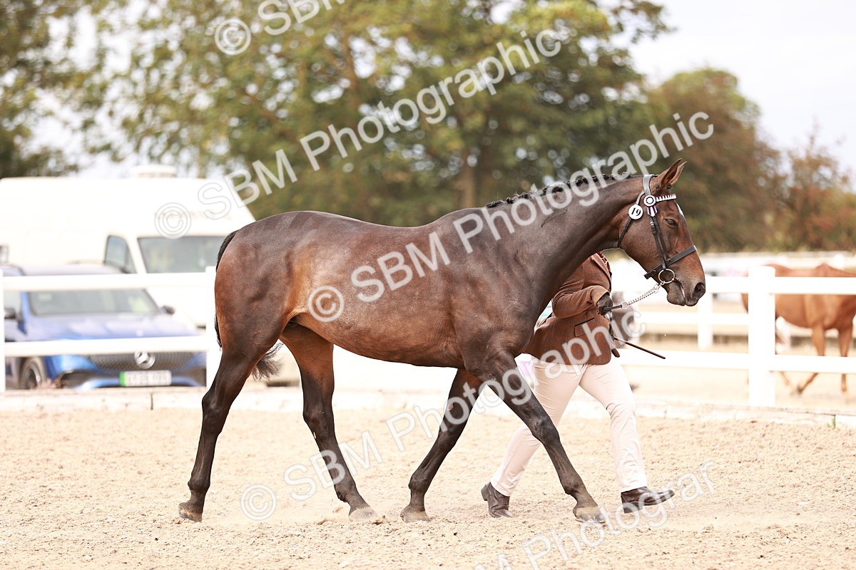 SBM_16307 - Class 413 - Best Condition - Adult