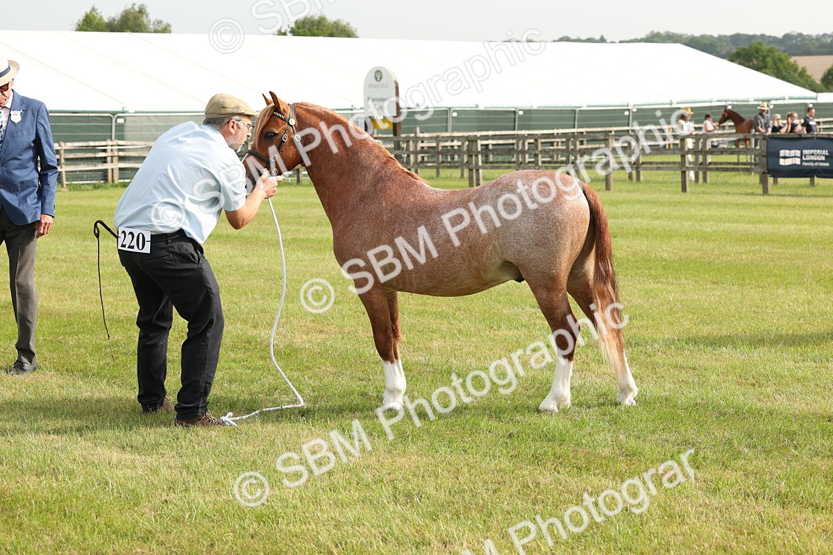 SBM_00429 - Class 6-13 - Mountatin and Moorland In Hand Welsh Breeds