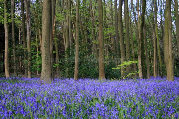 Blue Bells, Somerset_S102 - Somerset landscape Photography