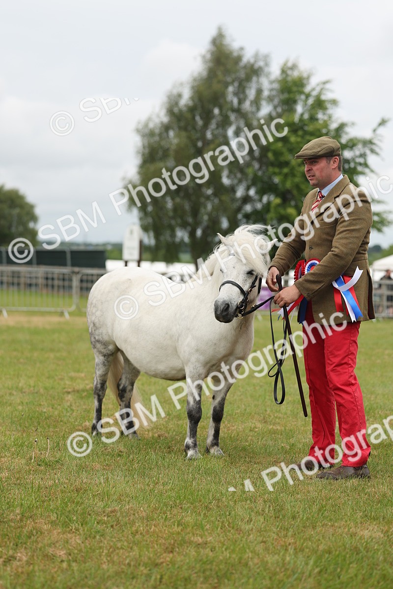 SBM_05043 - Class 50-57 - M&M Welsh Pony In Hand