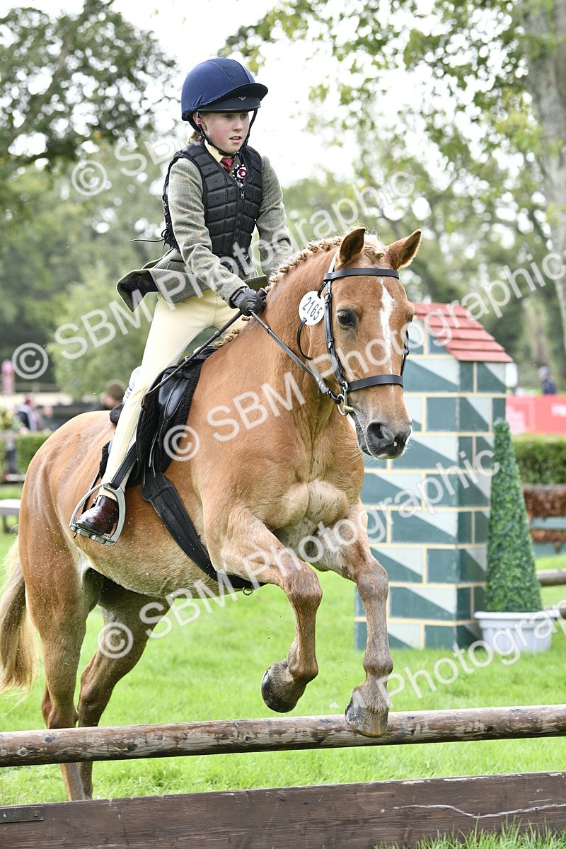 SBM_41485 - S32 - Mountain & Moorland Working Hunter Pony