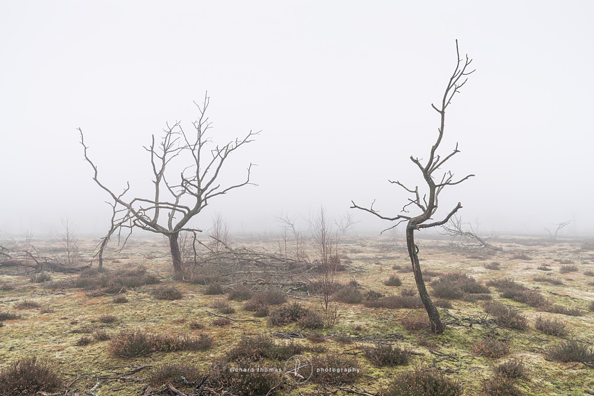  - Charred Mist