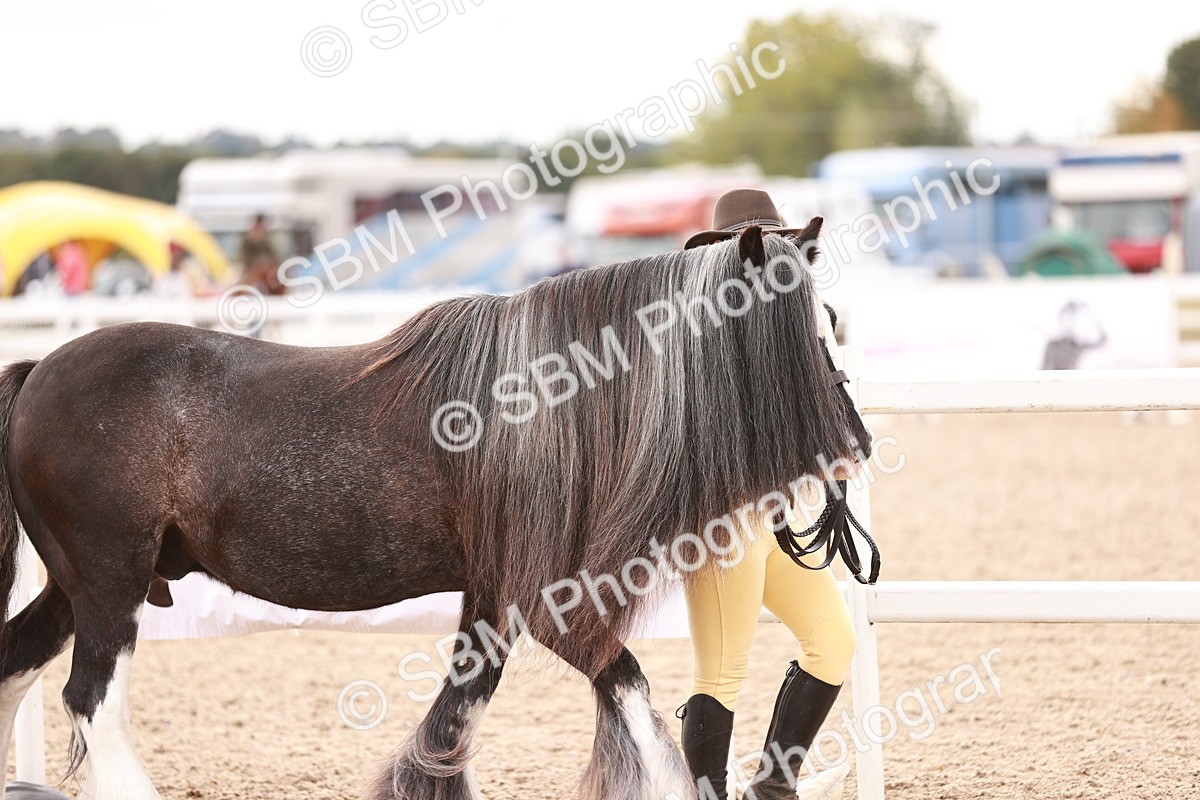 SBM_16172 - Class412 - Handsome Gelding (IH  or Ridden) Adult