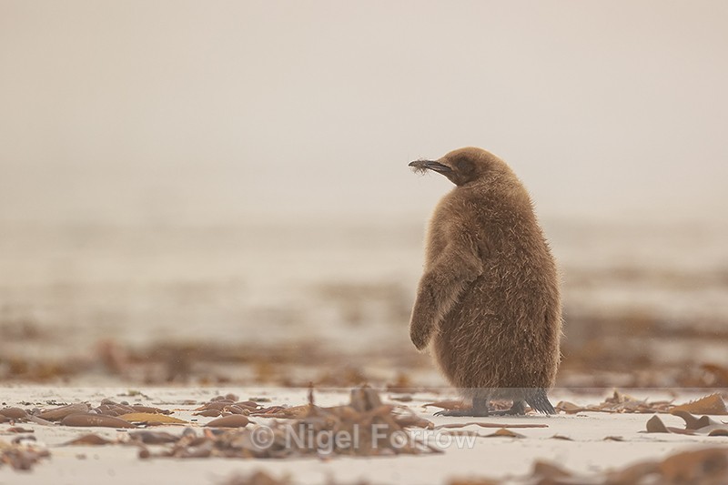 King Penguin chick, back view, Saunders Island, Falklands - King Penguin