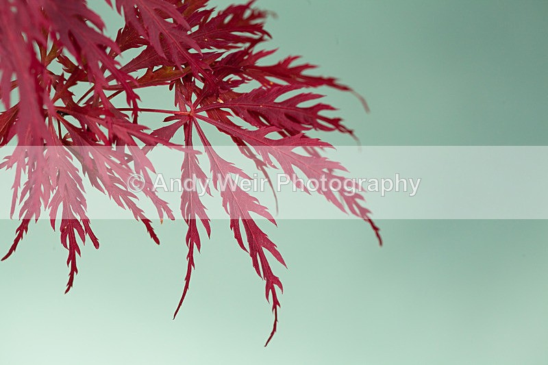 20110626-IMG_6098 - Plants & Flowers