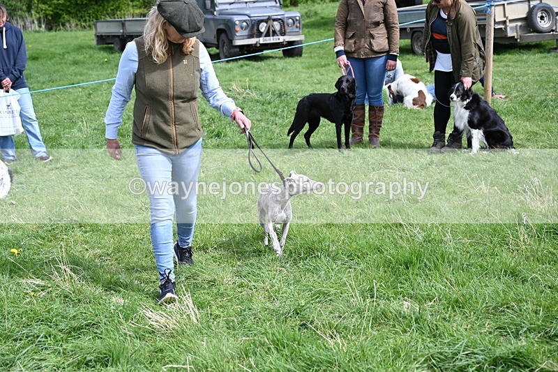 WJ6_9079 - Class 8 Best Working / Gun Dog or Bitch