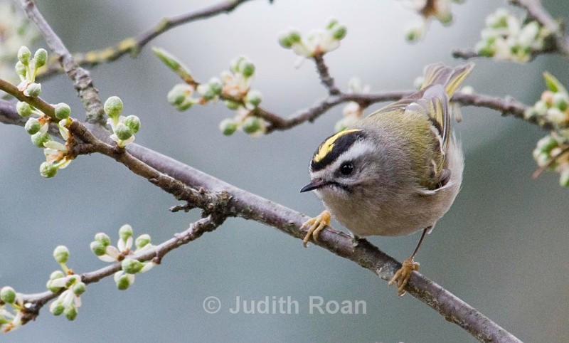 Golden-crowned Kinglet in Plum tree - Backyard Birds of Mercer Island
