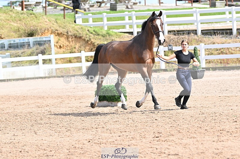 240717A-155600-03199 - Trot Up 3pm to 4pm