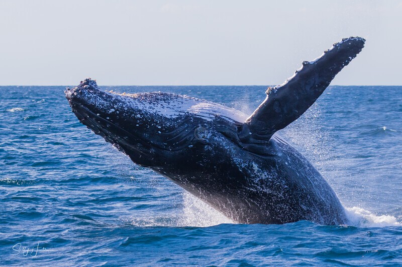 0A3A5289. Rocket 1 Breach - 2023 Whale Photos