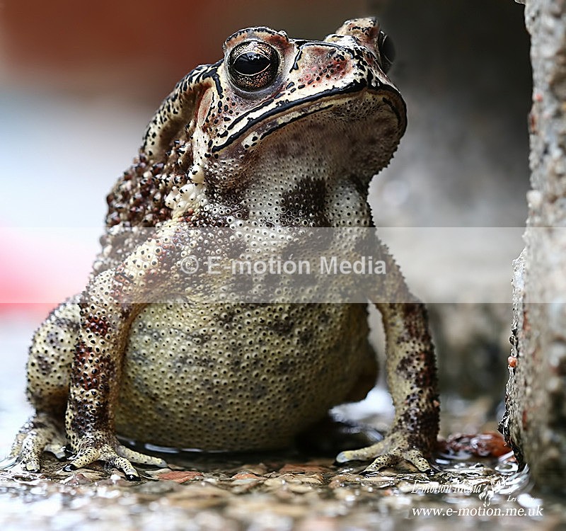 Common Indian Toad 058a - Nature