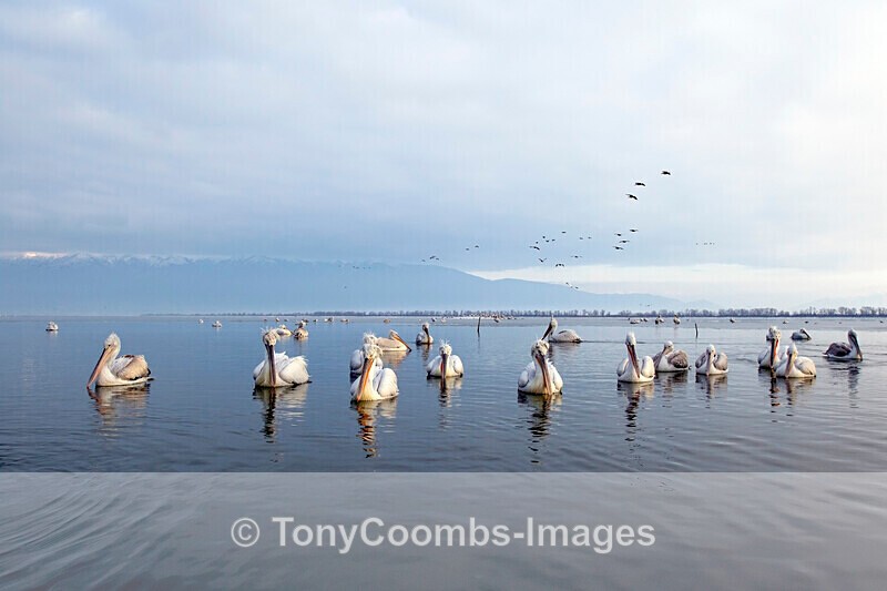 Dalmatian Pelican - Lake Kerkini
