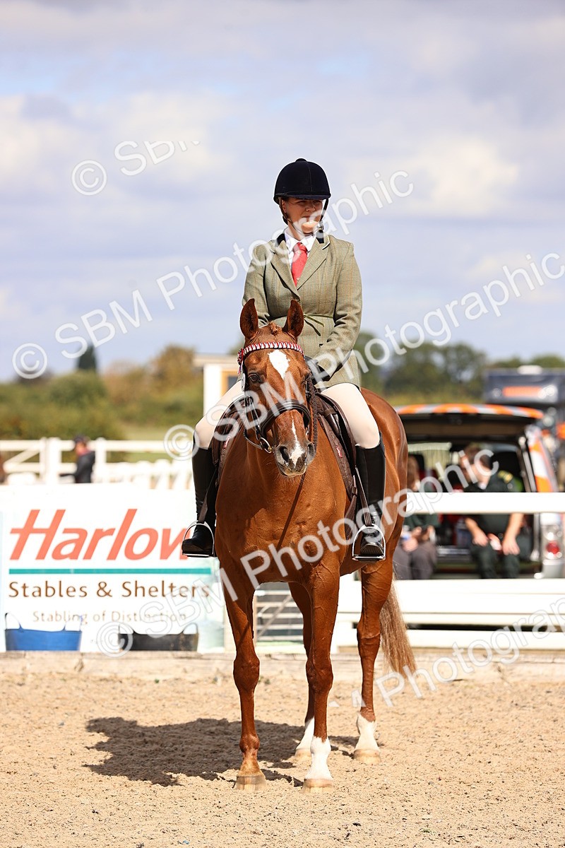 SBM_14296 - Class 411 - Prettiest Mare (IH OR Ridden) Adult