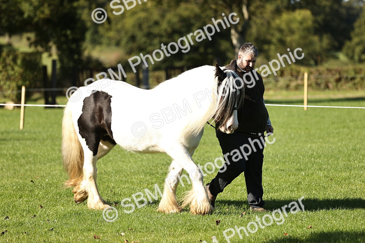 SBM_15838 - S1 - TSR in Hand Horse & Pony Showing