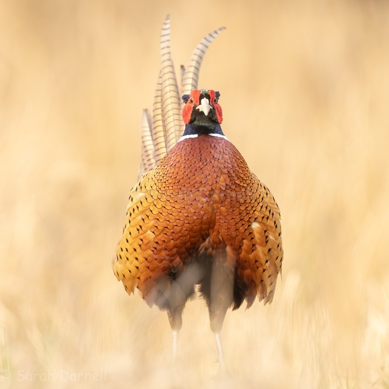 Full Pheasant 2026 - Greeting Cards