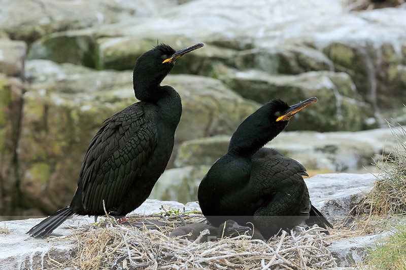Pair of Shags, Farne Islands - Shag
