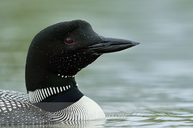 Close view of Common Loon, Minnesota, USA - Great Northern Diver