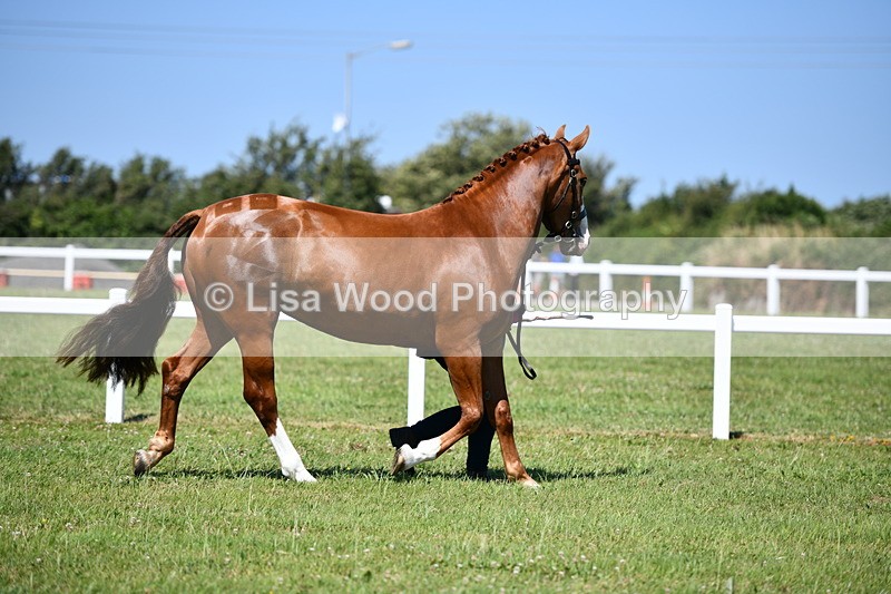 DSC_6746 - Class 57: Hunter/Riding Horse/Hack 1, 2 & 3 yr olds